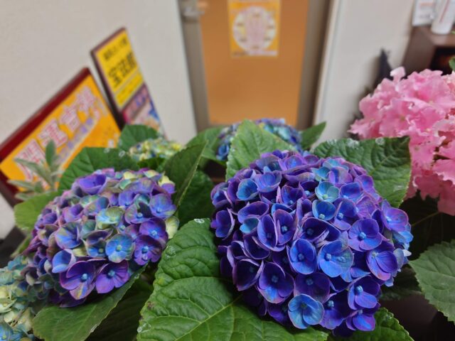 紫陽花の花が咲く福岡占いの館「宝琉館」天神店の受付場所